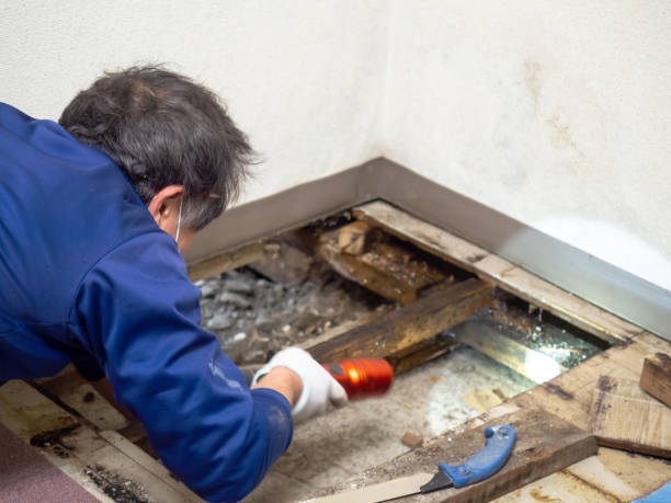 Best Toxic Mold Removal  in Sinton, TX