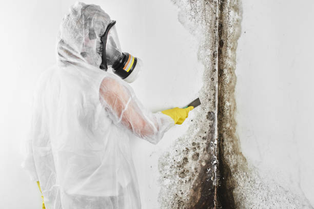 Best Office Mold Removal Services  in Sinton, TX