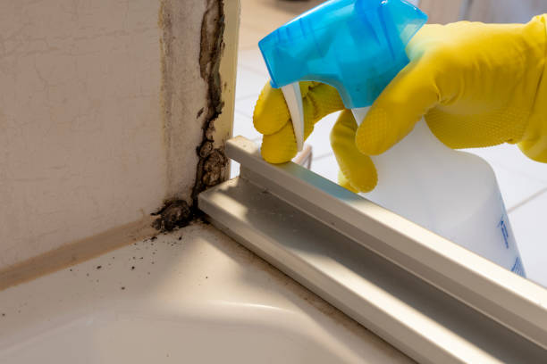 Best Attic Mold Removal  in Sinton, TX