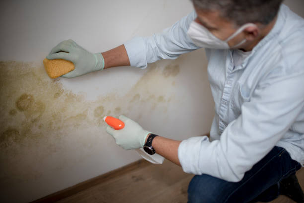 Best Mold Remediation  in Sinton, TX