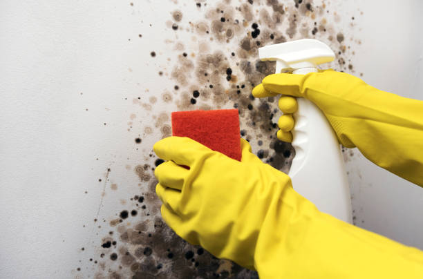 Best Attic Mold Removal  in Sinton, TX