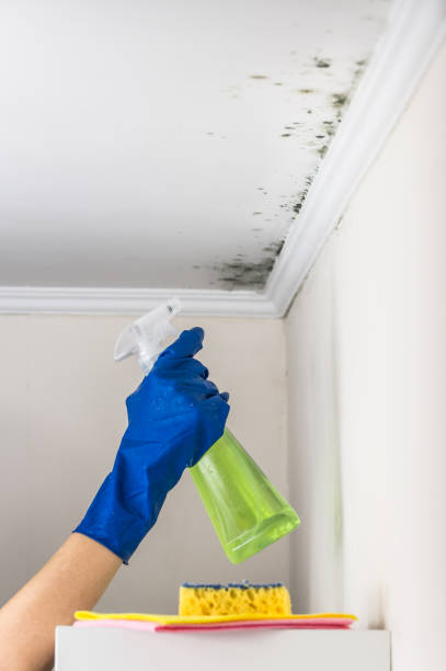 Mold Testing and Removal in Sinton, TX