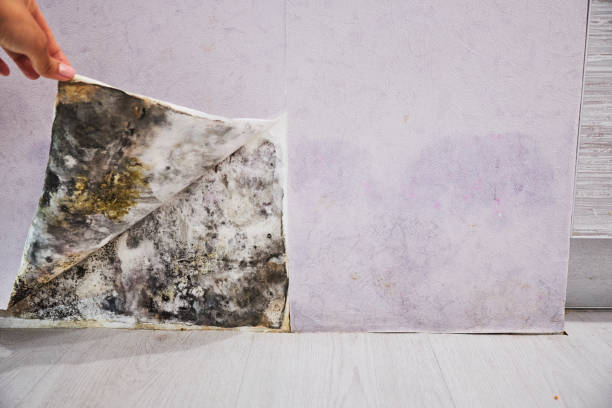 Best Mold Removal Company Near Me  in Sinton, TX